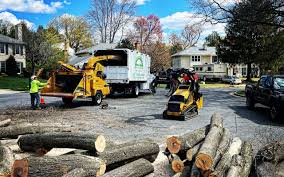 Best Palm Tree Trimming  in Hampden Sydney, VA
