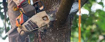  Hampden Sydney, VA Tree Services Pros