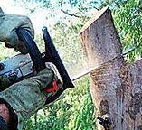 Best Tree Risk Assessment  in Hampden Sydney, VA