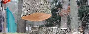 Best Tree Cabling and Bracing  in Hampden Sydney, VA
