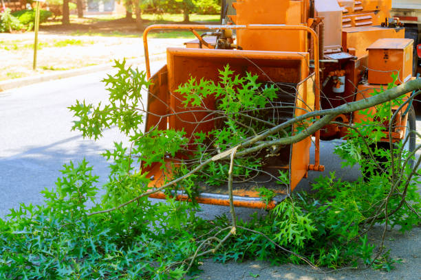 Best Tree and Shrub Care  in Hampden Sydney, VA