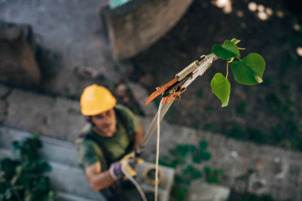 Best Tree Maintenance Programs  in Hampden Sydney, VA