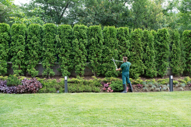 Best Lawn Drainage Solutions  in Hampden Sydney, VA