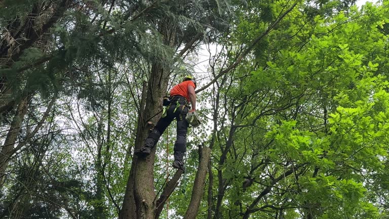 Best Stump Grinding and Removal  in Hampden Sydney, VA