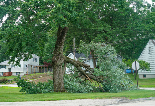Best Firewood Processing and Delivery  in Hampden Sydney, VA