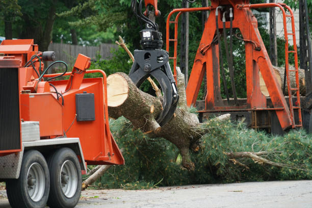Best Tree Disease Treatment  in Hampden Sydney, VA