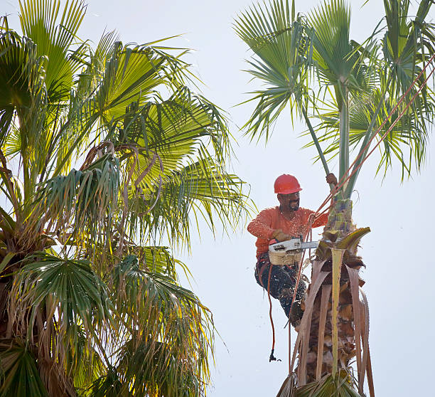 Trusted Hampden Sydney, VA Tree Services Experts