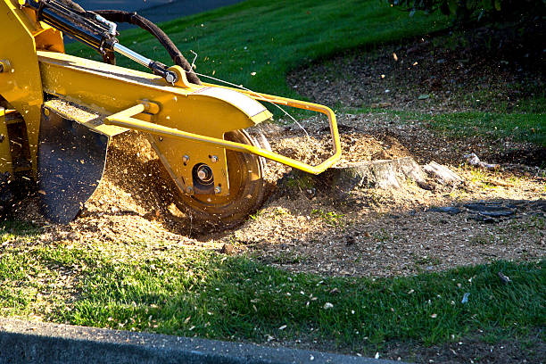 Best Lawn Maintenance Plans  in Hampden Sydney, VA