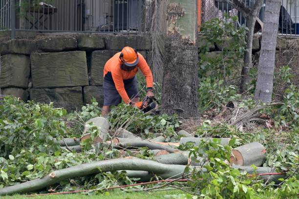 How Our Tree Care Process Works  in  Hampden Sydney, VA