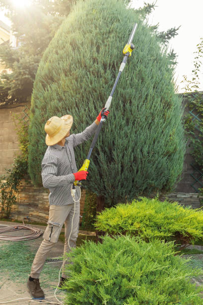 Best Stump Grinding and Removal  in Hampden Sydney, VA