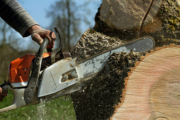 Best Leaf Removal  in Hampden Sydney, VA