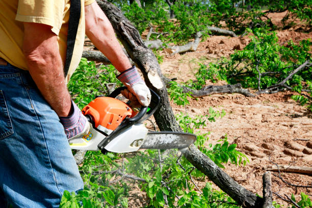 Best Utility Line Clearance  in Hampden Sydney, VA