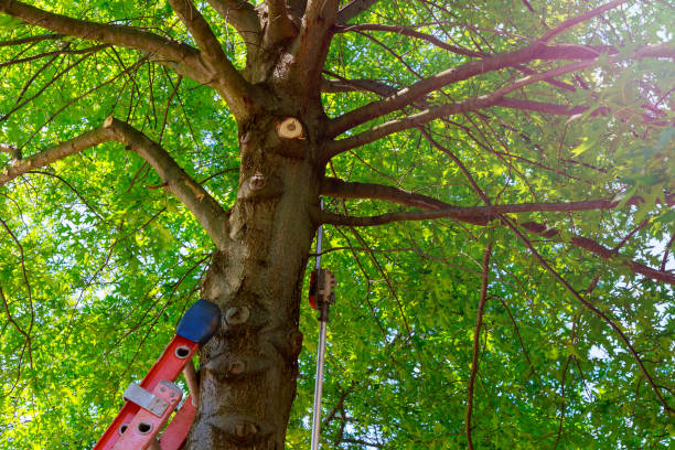 Best Commercial Tree Services  in Hampden Sydney, VA